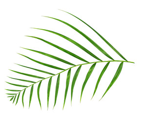 Green leaf of palm tree isolated on transparent background png file