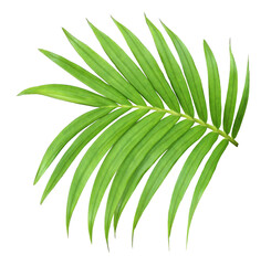 green leaf of palm tree isolated on transparent background png file