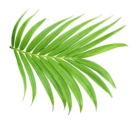 green leaf of palm tree isolated on transparent background png file