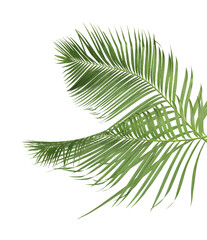 Fototapeta premium Green leaf of palm tree isolated on transparent background png file