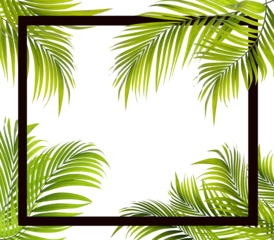 Green leaf of palm tree on transparent background png file
