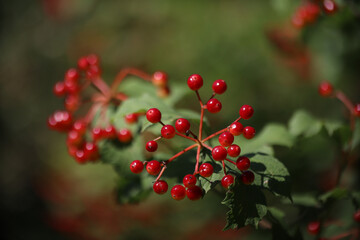 Viburnum dilatatum
Plant red whole bunch on a green background of leaves, macro photo
