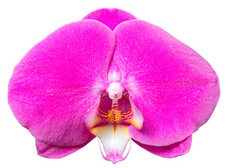 Purple phalaenopsis orchid flower isolated with clipping path