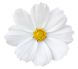 White cosmos flower isolated with clipping path