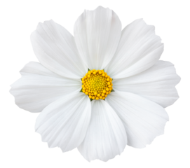 White cosmos flower isolated with clipping path