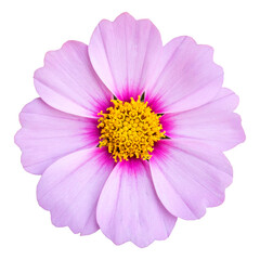 Fototapeta premium blue cosmos flower isolated with clipping path