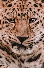 Leopard‘s Portrait