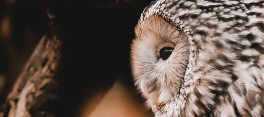 Owl‘s Portrait