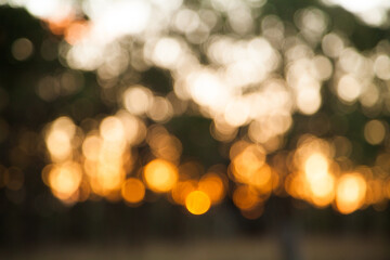 Gold green and white bokeh of a forest at sunset
