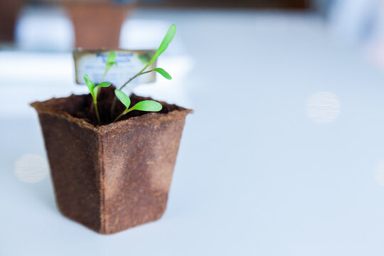 New sprouting spinach seedlings