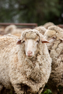 Merino ewe in the yards