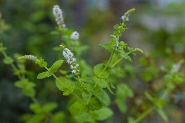 花を咲かせるミント