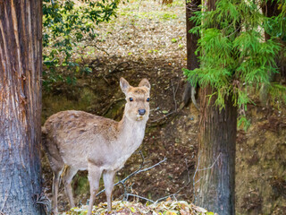 Naklejka na ściany i meble Nara no shika (Deer in Nara), Natural Monument of Japan