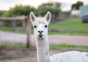 head and shoulders of white alpaca central in frame looking at camera