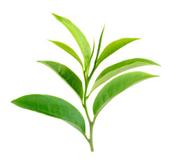 Green tea leaf isolated on transparent png background