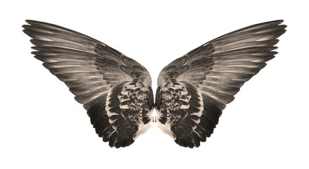 Fototapeta na wymiar wings of birds on transparent png background