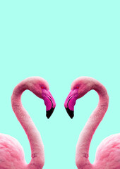 Two Pink Flamingos in Plain Background