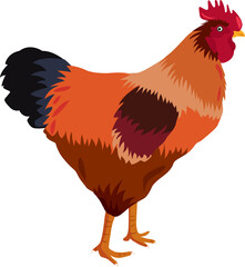 chicken vector