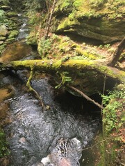 waterfall in the forest