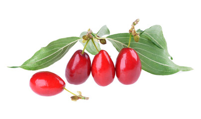 Bunch of fresh ripe cornus mas dogwood fruits with green leaves isolated on white background