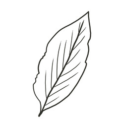 Obraz premium leaf line drawing