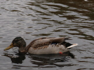 duck in water