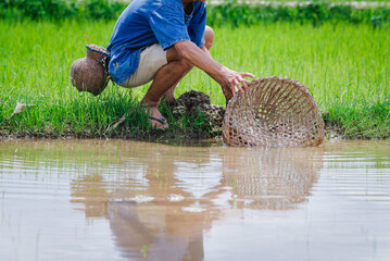 farmer is using a fishing trap to catch fish in the field.