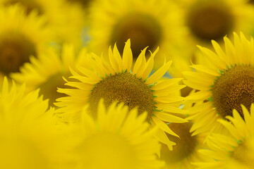 満開のひまわり畑