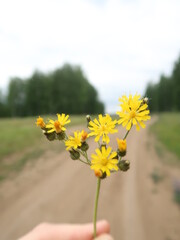 Fototapeta premium yellow flowers in the hand