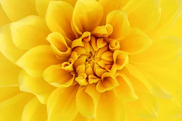 Kussenhoes Floral abstract background. Bright yellow dahlia close up, macro. Dahlia flower. © Elena