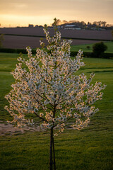 blossom in spring