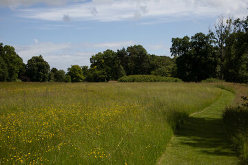 Summer wild flowers