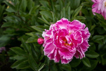 pink rose bush
