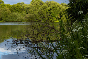 Fototapeta na wymiar Tree in lake