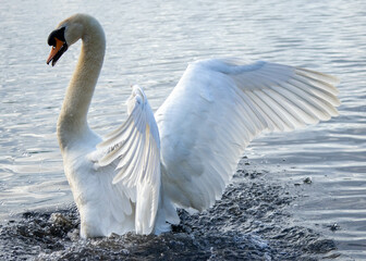 Swan flapping