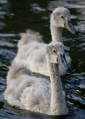 Cygnets