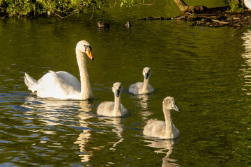 Family of Swans