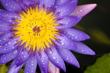 Lotus flower with water drops 