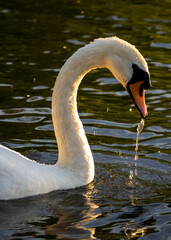 Swan at Sunset with water dripping