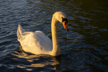 Swan at sunset