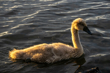 Cygnet at sunset