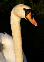Swan at Golden Hour