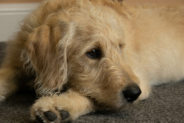 Labradoodle Puppy 