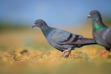 Blue pigeon on ground. Rock pigeon or common pigeon closeup. Stunning bird. Bird in nature.
