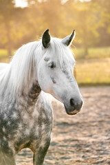 Beautiful grey horse with dapples
