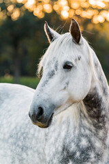 Fototapeta na wymiar Horse portrait
