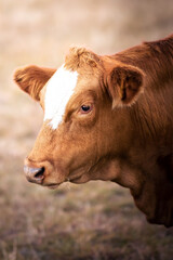 Fototapeta na wymiar Closeup of the head of a brown cow with white blaze