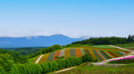 Fototapeta na wymiar 北海道の美瑛町の四季彩の丘