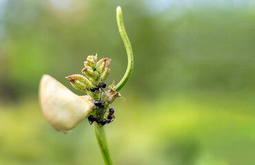 Black ants carry mealybugs and release them on the tops of yardlong bean.