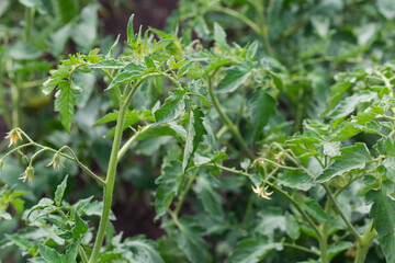 Stem of the flowering tomato on field in selective focus